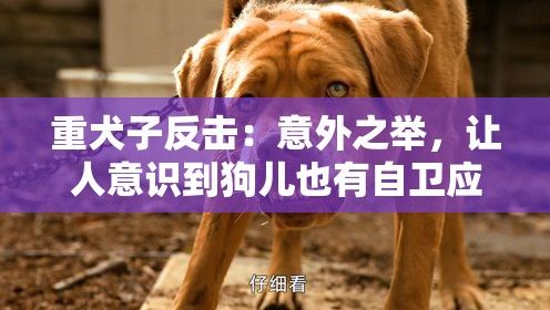 重犬子反击：意外之举，让人意识到狗儿也有自卫应变之力